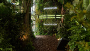 discover the jungle